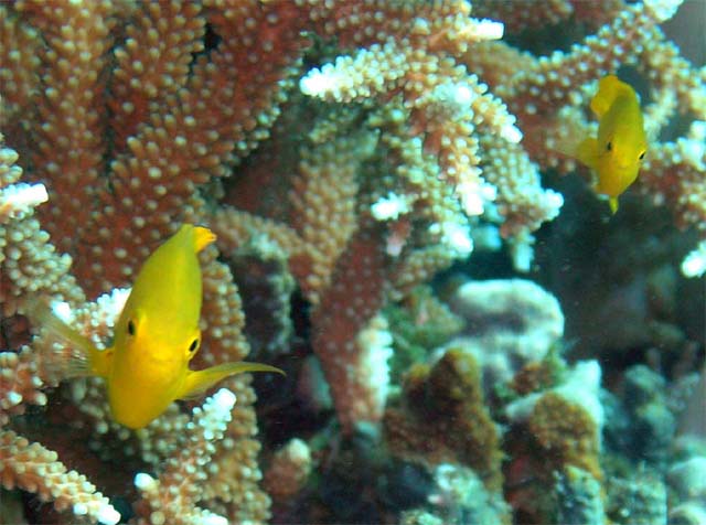 Lemon damsel (Pomacentrus moluccensis), Pulau Aur, West Malaysia