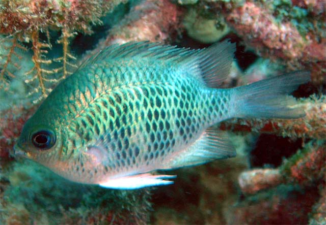 Yellow-axil chromis (Chromis xanthochira), Pulau Aur, West Malaysia