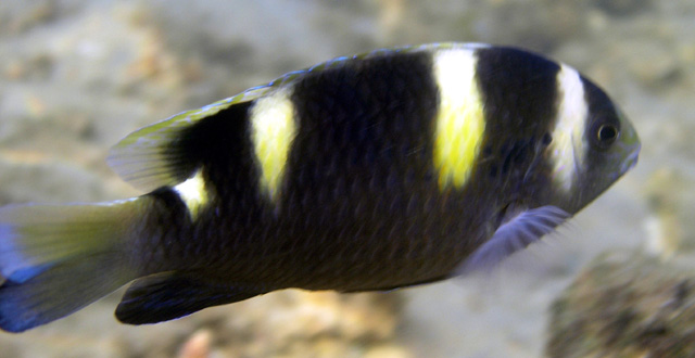 Banded damsel (Dischistodus fascinatus), Pulau Tioman, West Malaysia