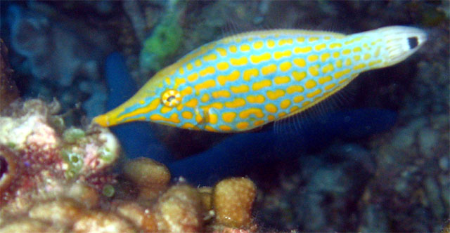 Longnose filefish (Oxymonacanthus longirostris), Pulau Badas, Indonesia