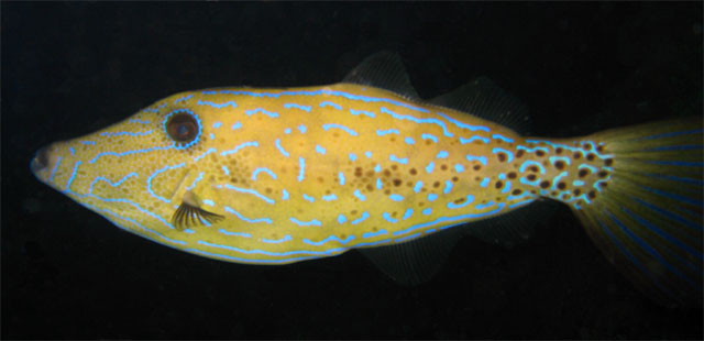 Scrawled filefish (Aluterus scriptus), Pulau Aur, West Malaysia