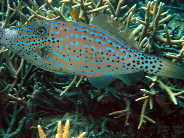 Scrawled filefish (Aluterus scriptus), Pulau Tioman, West Malaysia