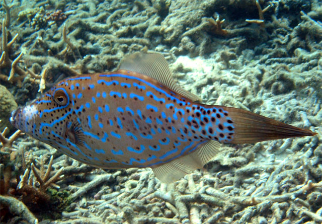 Scrawled filefish (Aluterus scriptus), Pulau Tioman, West Malaysia