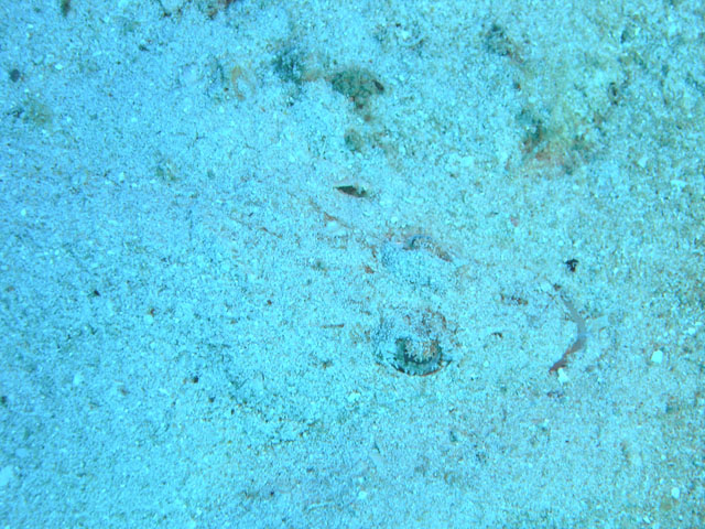 Longsnout flathead (Thysanophrys chiltonae), Pulau Redang, West Malaysia