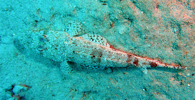 Longsnout flathead (Thysanophrys chiltonae), Pulau Redang, West Malaysia