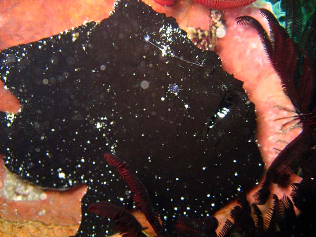 Giant frogfish (Antennarius commersoni), Bali, Indonesia