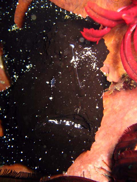 Giant frogfish (Antennarius commersoni), Bali, Indonesia