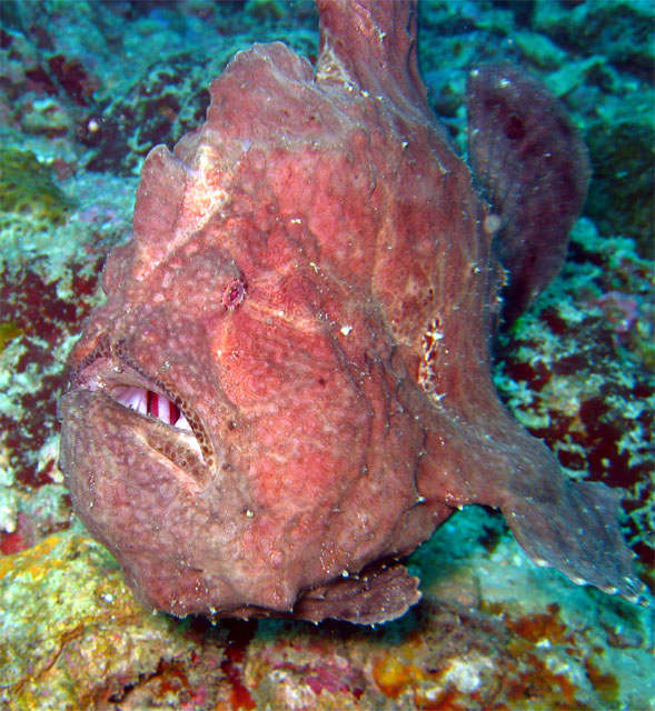 Giant frogfish (Antennarius commersoni), Puerto Galera, Mindoro, Philippines