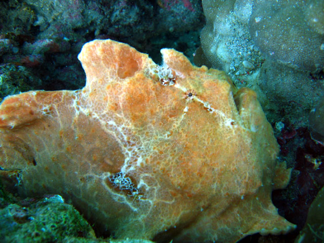 Giant frogfish (Antennarius commersoni), Puerto Galera, Mindoro, Philippines