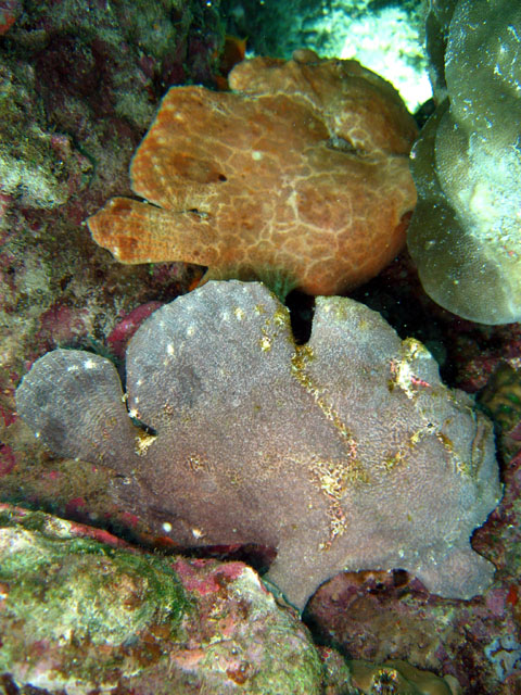 Giant frogfish (Antennarius commersoni), Puerto Galera, Mindoro, Philippines