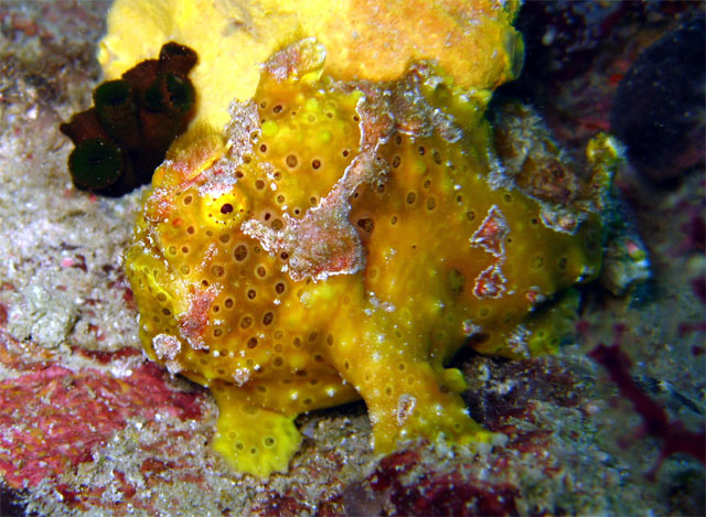 Painted frogfish (Antennarius pictus), Pulau Aur, West Malaysia