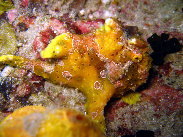 Painted frogfish (Antennarius pictus), Pulau Aur, West Malaysia