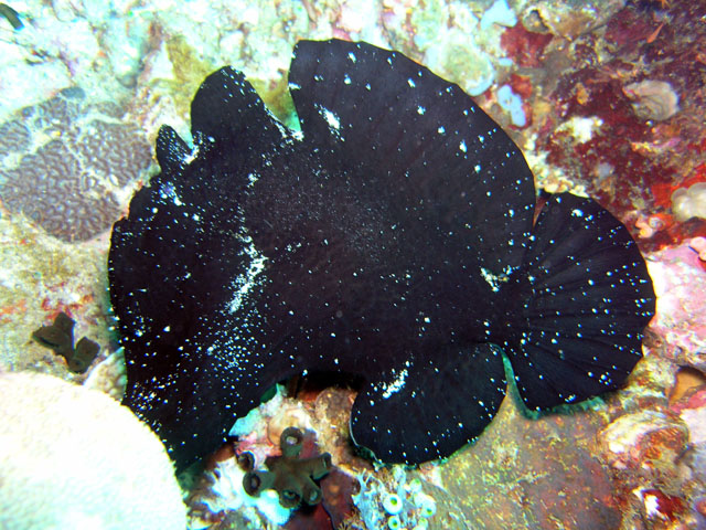 Giant frogfish (Antennarius commersoni), Anilao, Batangas, Philippines