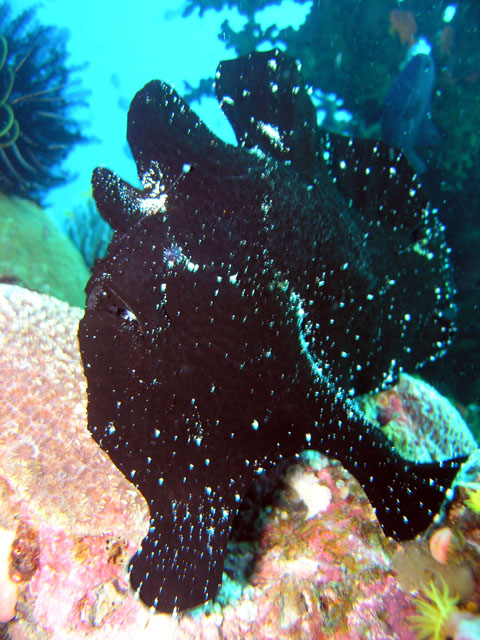 Giant frogfish (Antennarius commersoni), Anilao, Batangas, Philippines