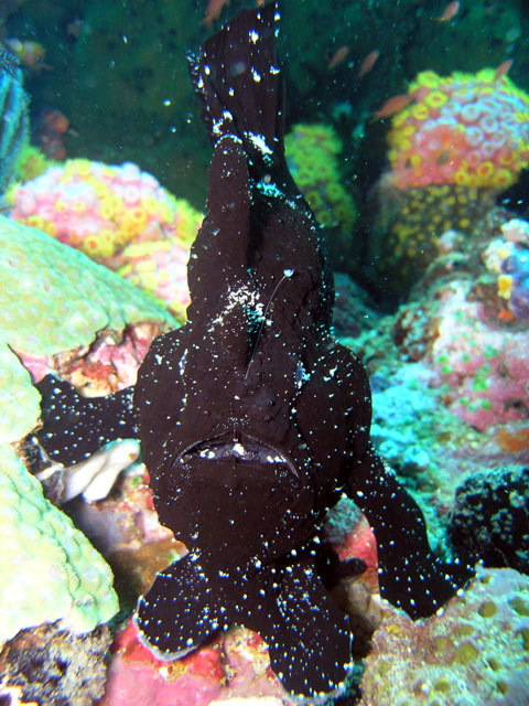 Giant frogfish (Antennarius commersoni), Anilao, Batangas, Philippines