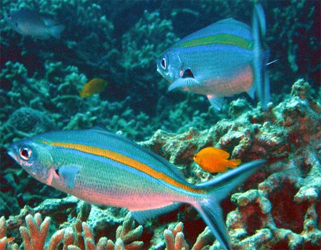 Scissortail fusilier (Caesio caerulaurea), Pulau Aur, West Malaysia