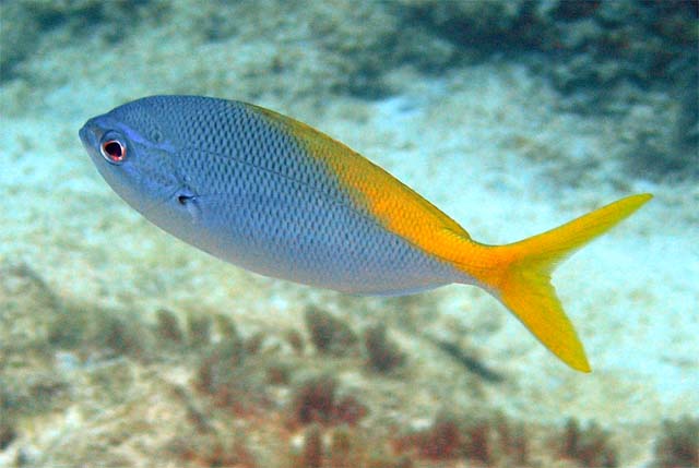 Blue and yellow fusilier (Caesio teres), Pulau Aur, West Malaysia