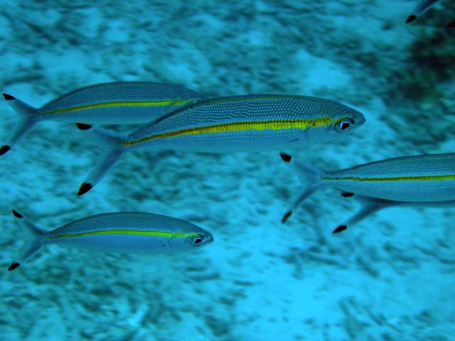 Narrowstripe fusilier (Pterocaesio tessellata), Pulau Aur, West Malaysia