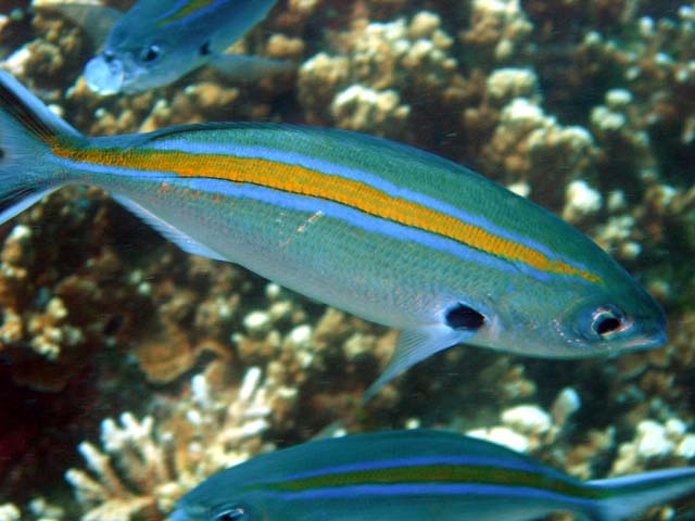 Scissortail fusilier (Caesio caerulaurea), Pulau Aur, West Malaysia