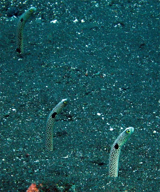 Spotted gareden eel (Heteroconger hassi), Bali, Indonesia