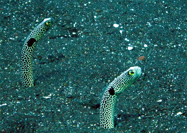 Spotted gareden eel (Heteroconger hassi), Bali, Indonesia