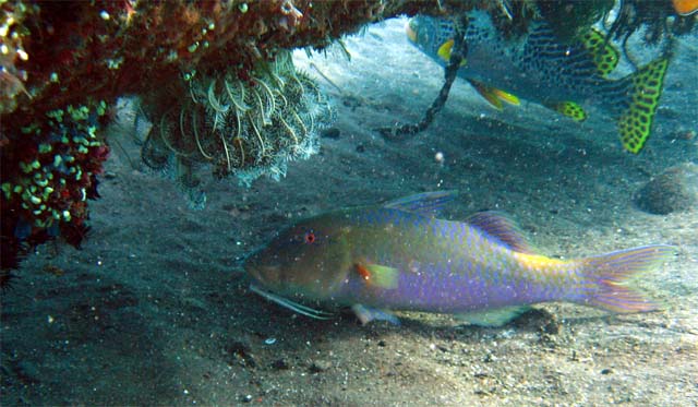 Goldsaddle Goatfish (Parupeneus cyclostomus), Bali, Indonesia