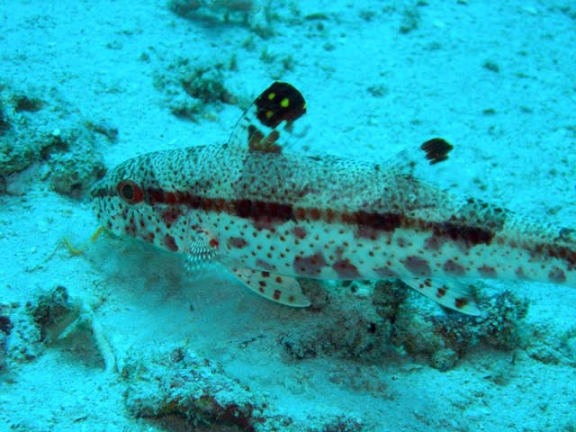 Freckled Goatfish (Upeneus tragula), Pulau Aur, West Malaysia