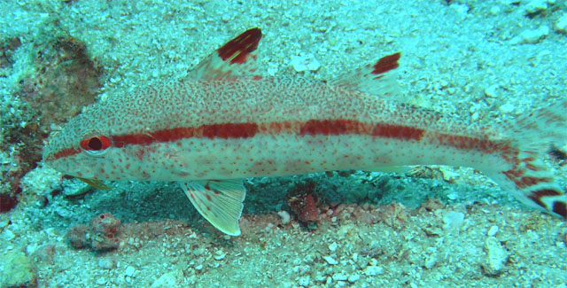 Freckled Goatfish (Upeneus tragula), Pulau Redang, West Malaysia
