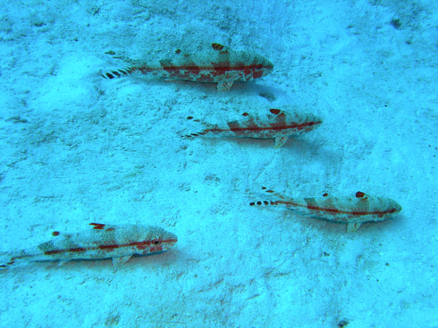 Freckled Goatfish (Upeneus tragula), Pulau Redang, West Malaysia