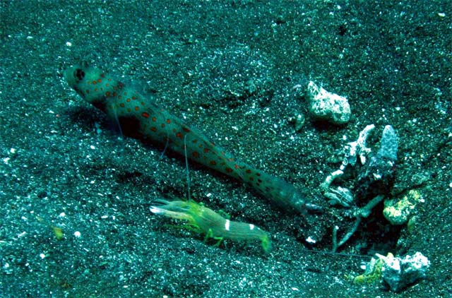 Orangespotted goby (Istigobius rigilius) with Fine-striped snapping shrimp (Alpheus ochrostriatus), Bali, Indonesia