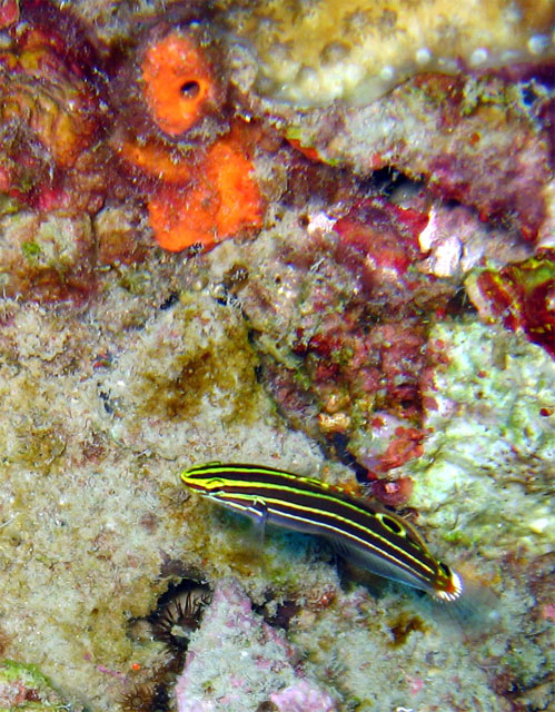 Yellowstripe goby (Amblygobius hectori), Pulau Badas, Indonesia