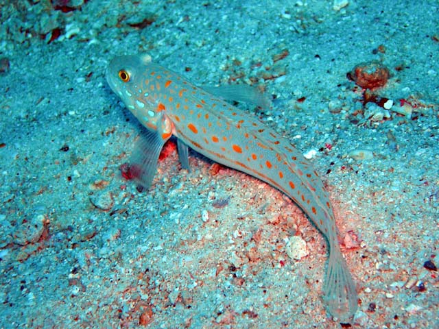 Orange-dashed goby (Valenciennea puellaris), Pulau Aur, West Malaysia