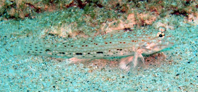 Orangespotted goby (Istigobius rigilius), Pulau Aur, West Malaysia