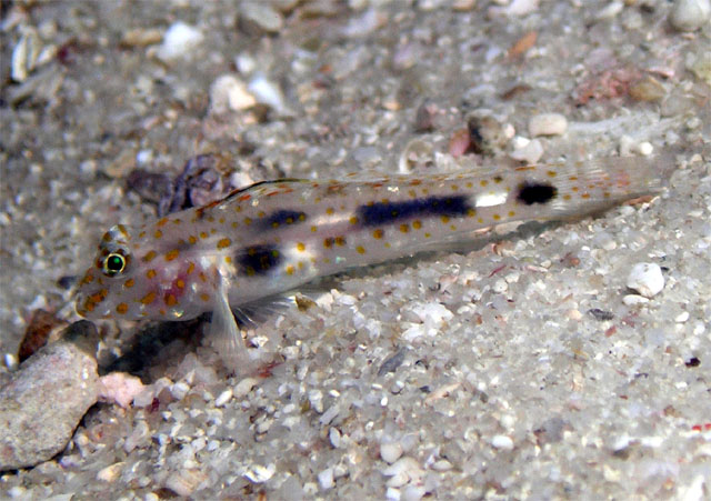 Blotched goby (Coryphopterus inframaculatus), Pulau Redang, West Malaysia