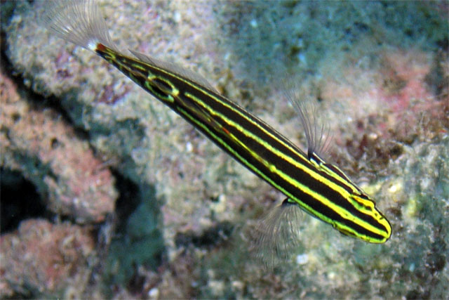 Yellowstripe goby (Amblygobius hectori), Pulau Tioman, West Malaysia