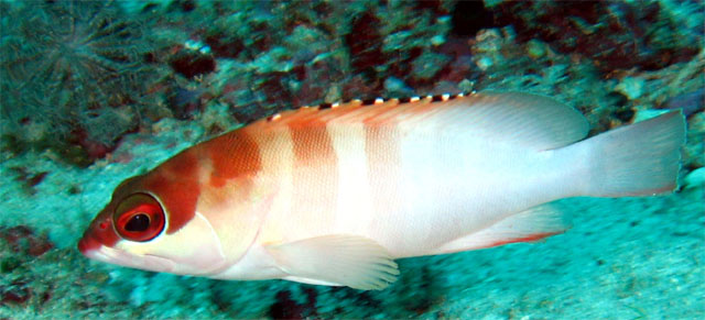 Blacktip grouper (Epinephelus fasciatus), Puerto Galera, Mindoro, Philippines