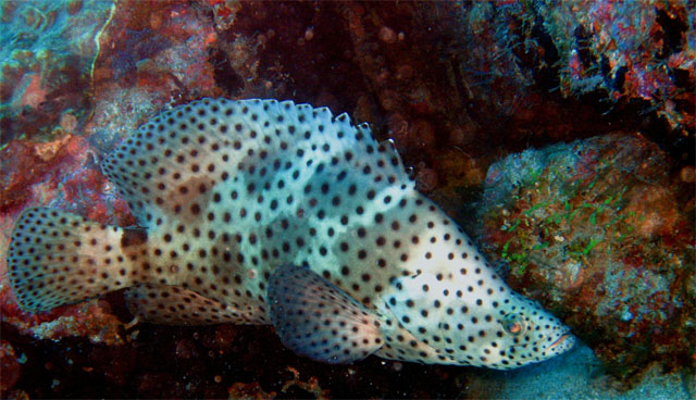 Barramundi (Cromileptes altivelis), Pulau Badas, Indonesia