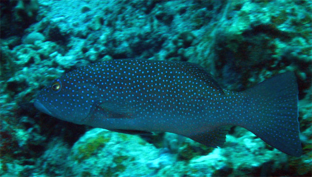 Peacock grouper (Cephalopholis argus), Pulau Badas, Indonesia