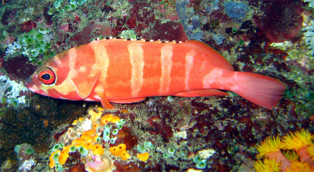 Blacktip grouper (Epinephelus fasciatus), Puerto Galera, Mindoro, Philippines