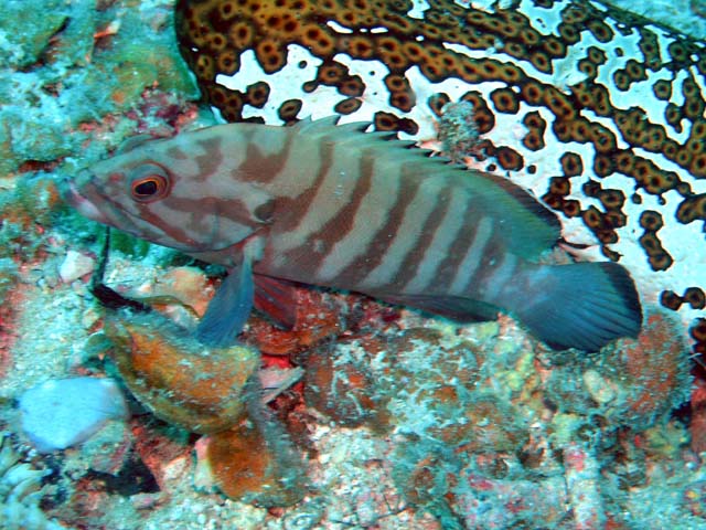 Chocolate grouper (Cephalopholis boenak), Pulau Aur, West Malaysia