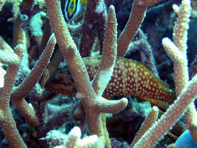 Bluespotted grouper (Cephalopholis cyanostigma), Pulau Aur, West Malaysia