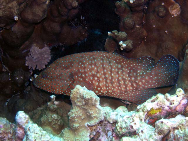 Bluespotted grouper (Cephalopholis cyanostigma), Pulau Aur, West Malaysia
