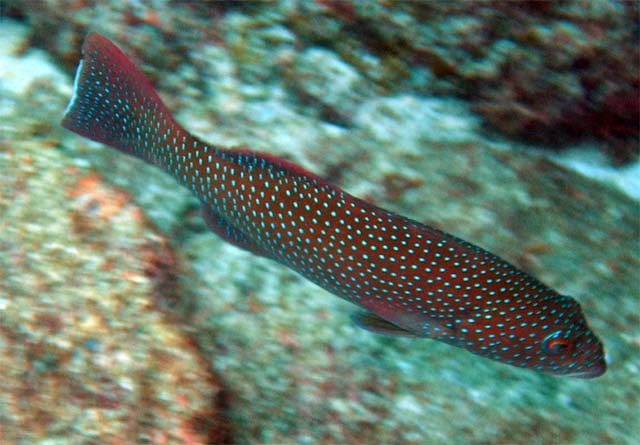 Sotted coral grouper (Plectropomus maculatus), Pulau Aur, West Malaysia