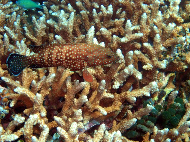 Bluespotted grouper (Cephalopholis cyanostigma), Pulau Aur, West Malaysia