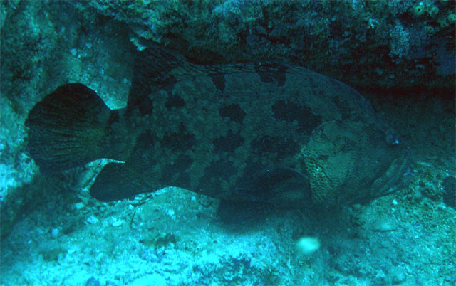 Brown-marbled grouper (Epinephelus fuscoguttatus), Pulau Redang, West Malaysia