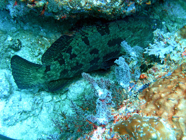 Brown-marbled grouper (Epinephelus fuscoguttatus), Pulau Redang, West Malaysia