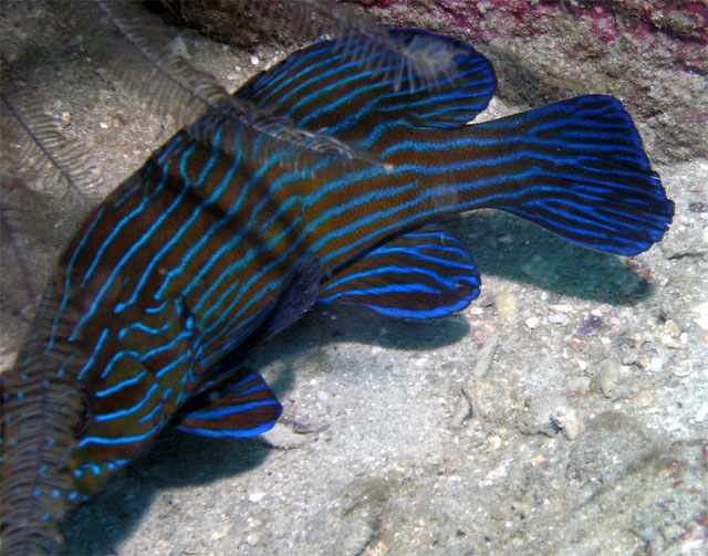 Bluelined grouper (Cephalopholis formosa), Pulau Redang, West Malaysia