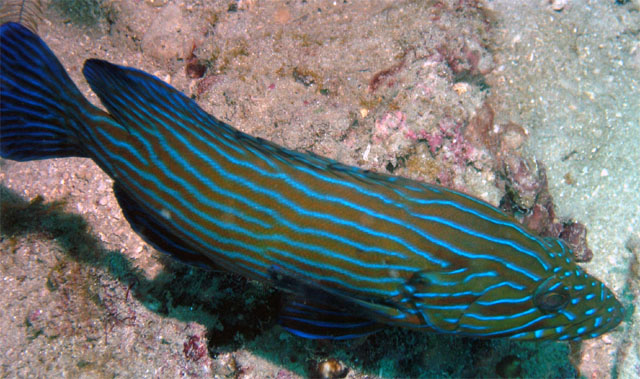 Bluelined grouper (Cephalopholis formosa), Pulau Redang, West Malaysia