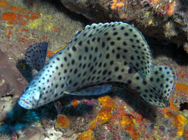 Barramundi (Cromileptes altivelis), Pulau Tioman, West Malaysia