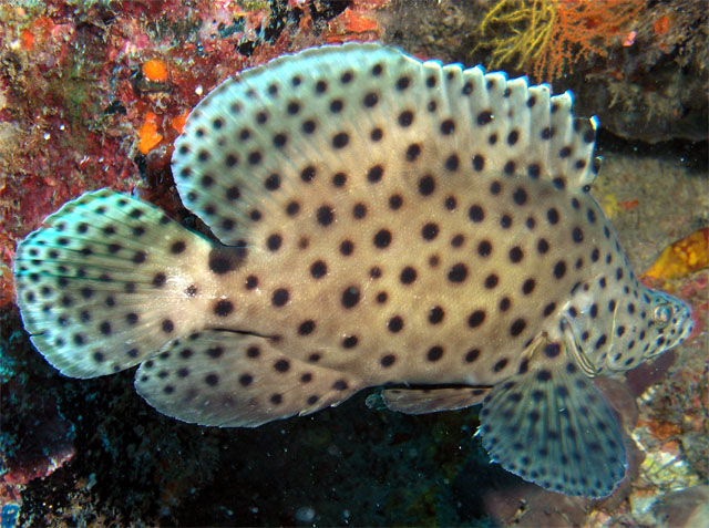 Barramundi (Cromileptes altivelis), Pulau Tioman, West Malaysia